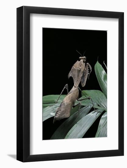 Deroplatys Desiccata (Giant Dead Leaf Mantis)-Paul Starosta-Framed Photographic Print