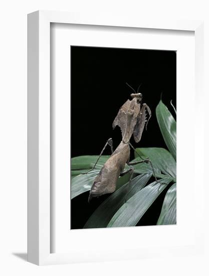 Deroplatys Desiccata (Giant Dead Leaf Mantis)-Paul Starosta-Framed Photographic Print