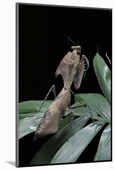 Deroplatys Desiccata (Giant Dead Leaf Mantis)-Paul Starosta-Mounted Photographic Print
