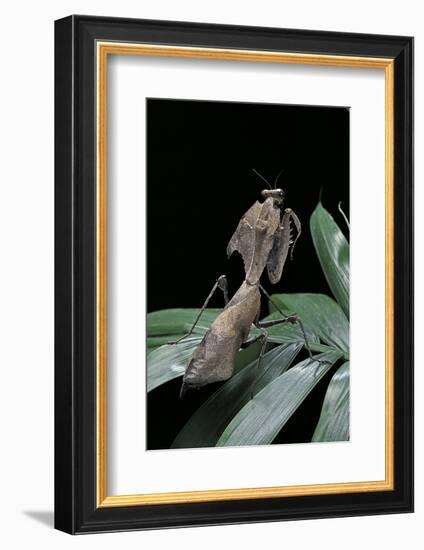 Deroplatys Desiccata (Giant Dead Leaf Mantis)-Paul Starosta-Framed Photographic Print