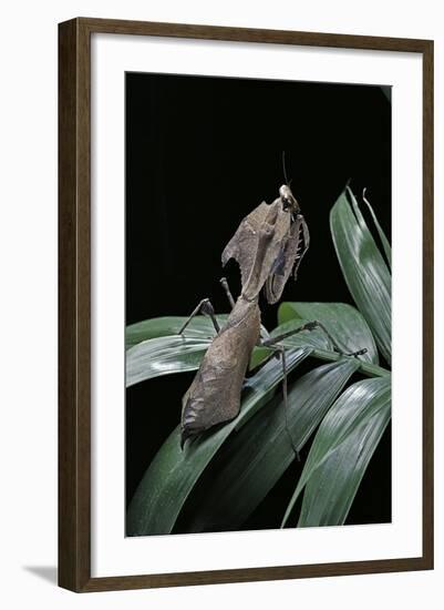 Deroplatys Desiccata (Giant Dead Leaf Mantis)-Paul Starosta-Framed Photographic Print