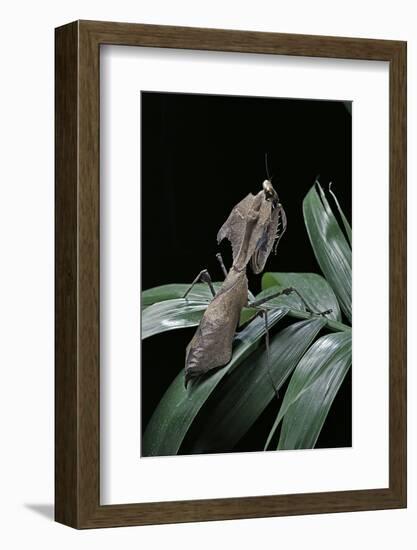 Deroplatys Desiccata (Giant Dead Leaf Mantis)-Paul Starosta-Framed Photographic Print