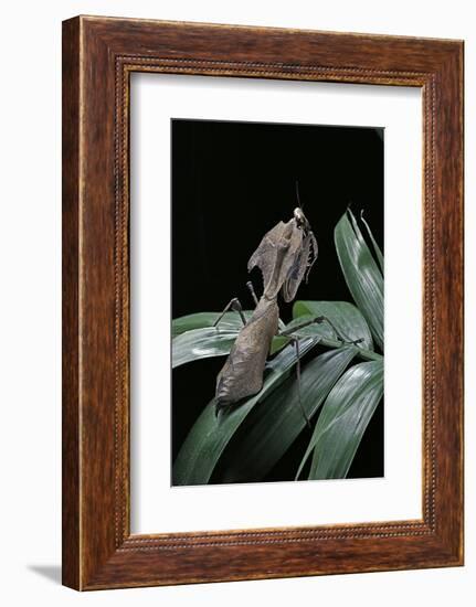 Deroplatys Desiccata (Giant Dead Leaf Mantis)-Paul Starosta-Framed Photographic Print