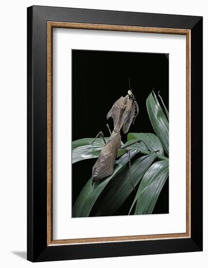 Deroplatys Desiccata (Giant Dead Leaf Mantis)-Paul Starosta-Framed Photographic Print