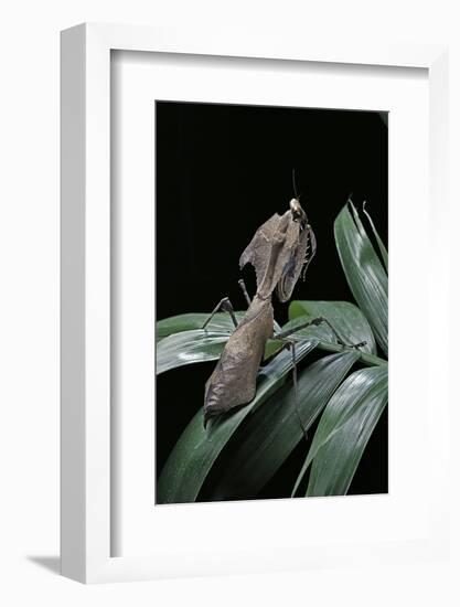 Deroplatys Desiccata (Giant Dead Leaf Mantis)-Paul Starosta-Framed Photographic Print