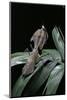 Deroplatys Desiccata (Giant Dead Leaf Mantis)-Paul Starosta-Mounted Photographic Print
