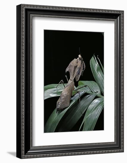 Deroplatys Desiccata (Giant Dead Leaf Mantis)-Paul Starosta-Framed Photographic Print