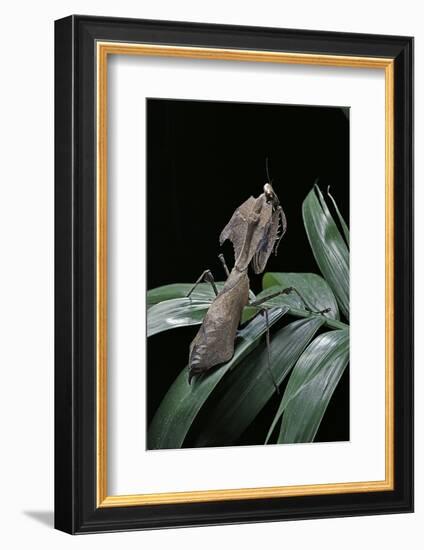 Deroplatys Desiccata (Giant Dead Leaf Mantis)-Paul Starosta-Framed Photographic Print