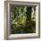 Derrycunnihy Oak Woods, County Kerry, Munster, Republic of Ireland, Europe-Andrew Mcconnell-Framed Photographic Print
