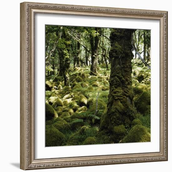 Derrycunnihy Oak Woods, County Kerry, Munster, Republic of Ireland, Europe-Andrew Mcconnell-Framed Photographic Print