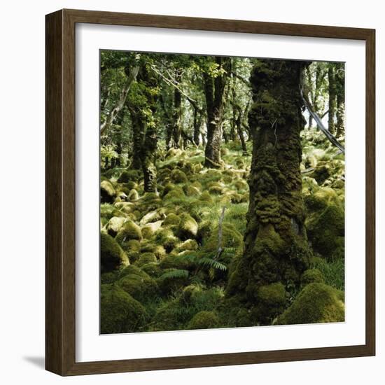 Derrycunnihy Oak Woods, County Kerry, Munster, Republic of Ireland, Europe-Andrew Mcconnell-Framed Photographic Print