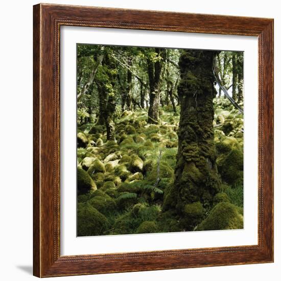 Derrycunnihy Oak Woods, County Kerry, Munster, Republic of Ireland, Europe-Andrew Mcconnell-Framed Photographic Print