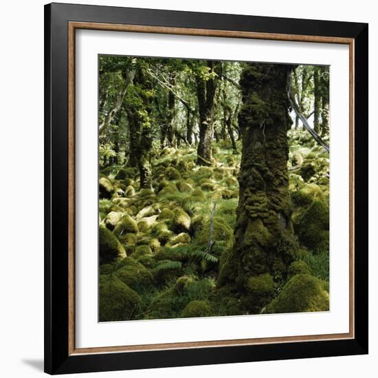 Derrycunnihy Oak Woods, County Kerry, Munster, Republic of Ireland, Europe-Andrew Mcconnell-Framed Photographic Print