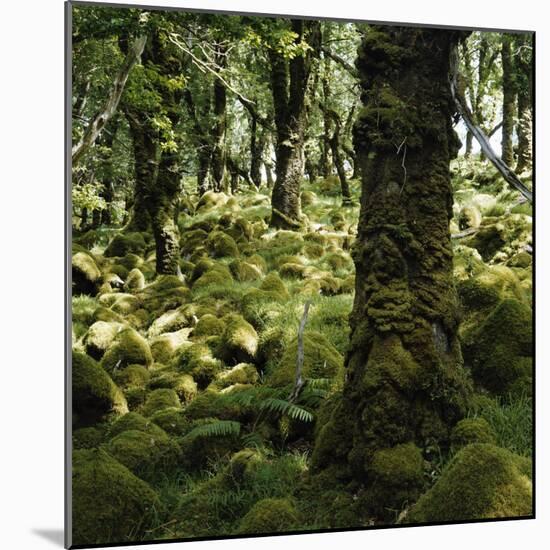 Derrycunnihy Oak Woods, County Kerry, Munster, Republic of Ireland, Europe-Andrew Mcconnell-Mounted Photographic Print