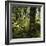 Derrycunnihy Oak Woods, County Kerry, Munster, Republic of Ireland, Europe-Andrew Mcconnell-Framed Photographic Print