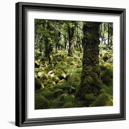 Derrycunnihy Oak Woods, County Kerry, Munster, Republic of Ireland, Europe-Andrew Mcconnell-Framed Photographic Print