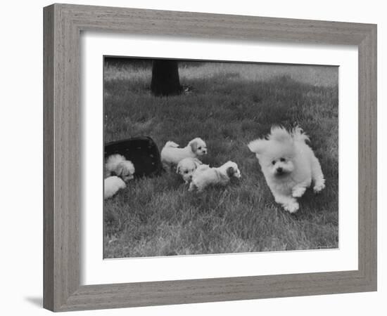 Descendant of 16th Century French Court Dogs-Yale Joel-Framed Photographic Print