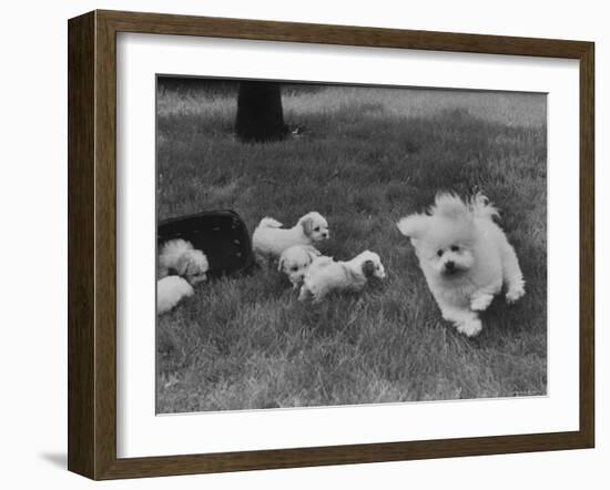 Descendant of 16th Century French Court Dogs-Yale Joel-Framed Photographic Print