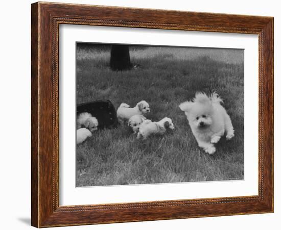 Descendant of 16th Century French Court Dogs-Yale Joel-Framed Photographic Print