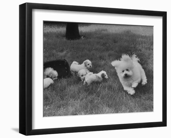 Descendant of 16th Century French Court Dogs-Yale Joel-Framed Photographic Print