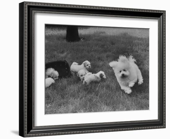 Descendant of 16th Century French Court Dogs-Yale Joel-Framed Photographic Print