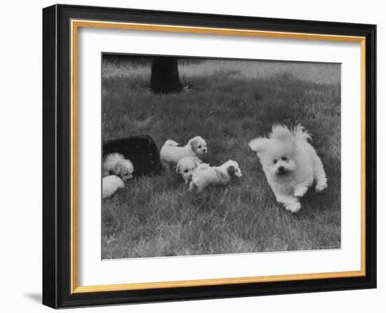 Descendant of 16th Century French Court Dogs-Yale Joel-Framed Photographic Print