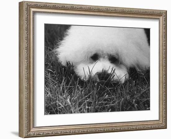 Descendant of 16th Century French Court Dogs-Yale Joel-Framed Photographic Print