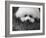 Descendant of 16th Century French Court Dogs-Yale Joel-Framed Photographic Print