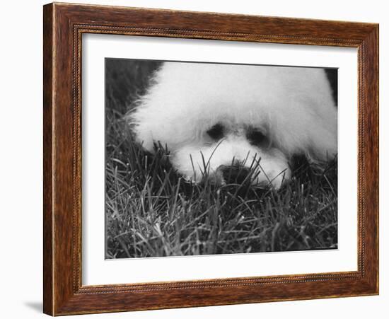 Descendant of 16th Century French Court Dogs-Yale Joel-Framed Photographic Print