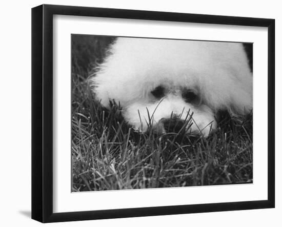 Descendant of 16th Century French Court Dogs-Yale Joel-Framed Photographic Print