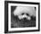 Descendant of 16th Century French Court Dogs-Yale Joel-Framed Photographic Print