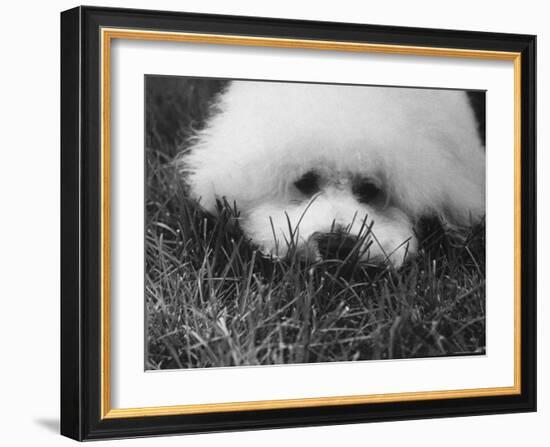 Descendant of 16th Century French Court Dogs-Yale Joel-Framed Photographic Print