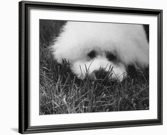 Descendant of 16th Century French Court Dogs-Yale Joel-Framed Photographic Print