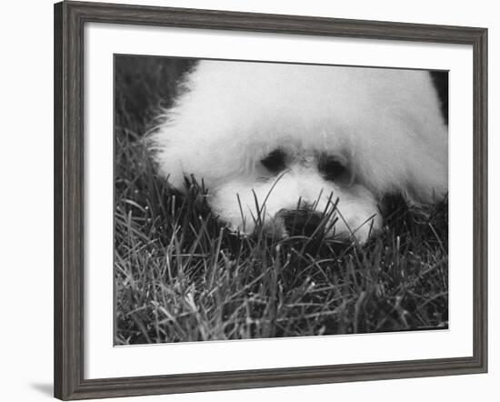 Descendant of 16th Century French Court Dogs-Yale Joel-Framed Photographic Print