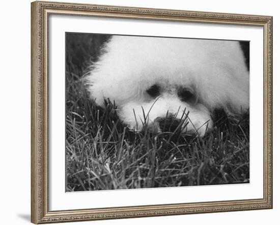 Descendant of 16th Century French Court Dogs-Yale Joel-Framed Photographic Print