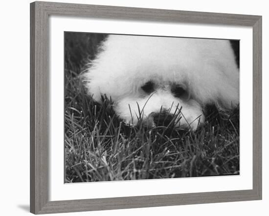 Descendant of 16th Century French Court Dogs-Yale Joel-Framed Photographic Print