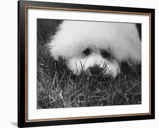 Descendant of 16th Century French Court Dogs-Yale Joel-Framed Photographic Print