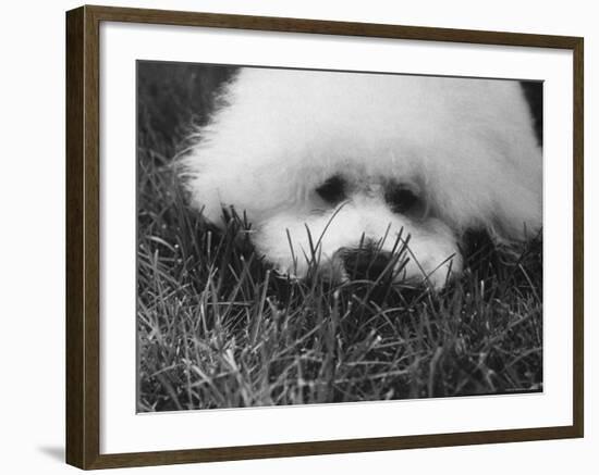 Descendant of 16th Century French Court Dogs-Yale Joel-Framed Photographic Print