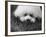 Descendant of 16th Century French Court Dogs-Yale Joel-Framed Photographic Print