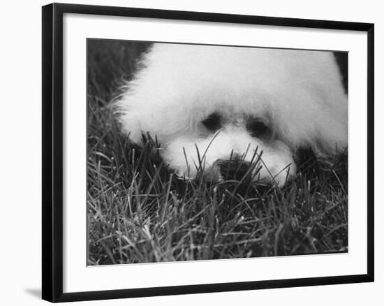 Descendant of 16th Century French Court Dogs-Yale Joel-Framed Photographic Print