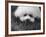 Descendant of 16th Century French Court Dogs-Yale Joel-Framed Photographic Print