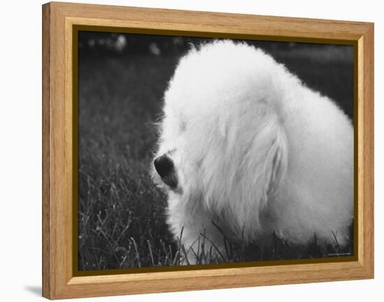 Descendant of 16th Century French Court Dogs-Yale Joel-Framed Premier Image Canvas