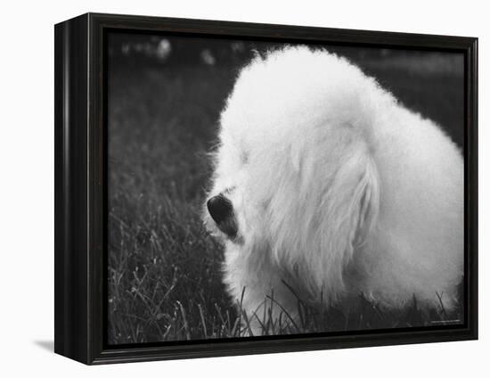 Descendant of 16th Century French Court Dogs-Yale Joel-Framed Premier Image Canvas