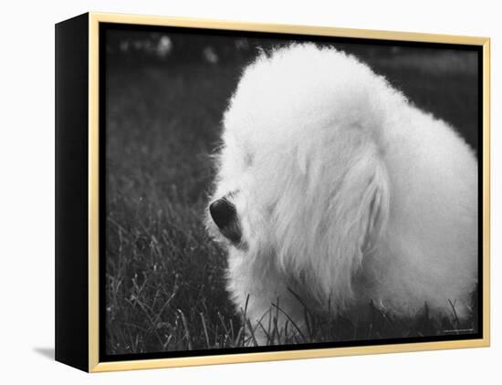 Descendant of 16th Century French Court Dogs-Yale Joel-Framed Premier Image Canvas