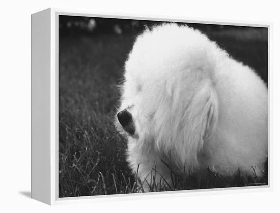 Descendant of 16th Century French Court Dogs-Yale Joel-Framed Premier Image Canvas