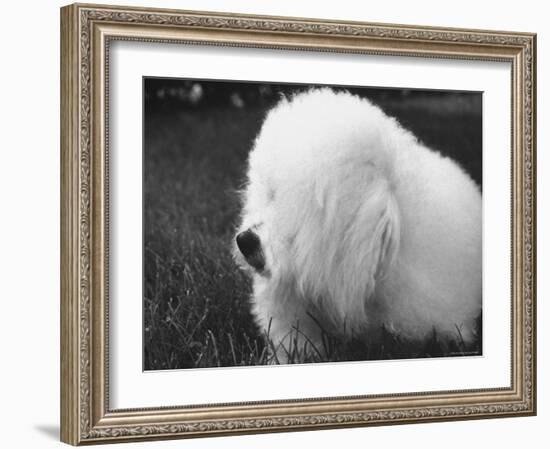 Descendant of 16th Century French Court Dogs-Yale Joel-Framed Photographic Print