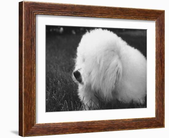 Descendant of 16th Century French Court Dogs-Yale Joel-Framed Photographic Print