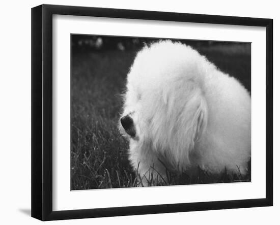 Descendant of 16th Century French Court Dogs-Yale Joel-Framed Photographic Print