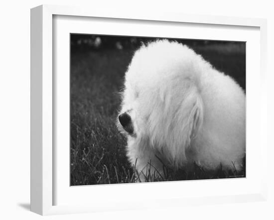 Descendant of 16th Century French Court Dogs-Yale Joel-Framed Photographic Print