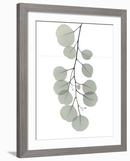 Descending Eucalyptus 1-Albert Koetsier-Framed Photo